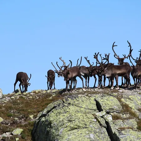 Feriehus Modern Mountain With Panorama View Eggedal